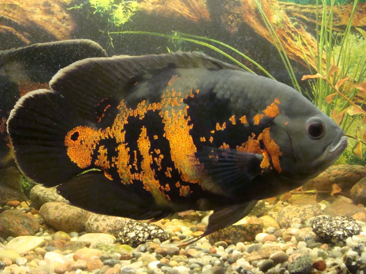 15 Predatory and Aggressive Aquarium Fish That Eat Other Fish - PetHelpful