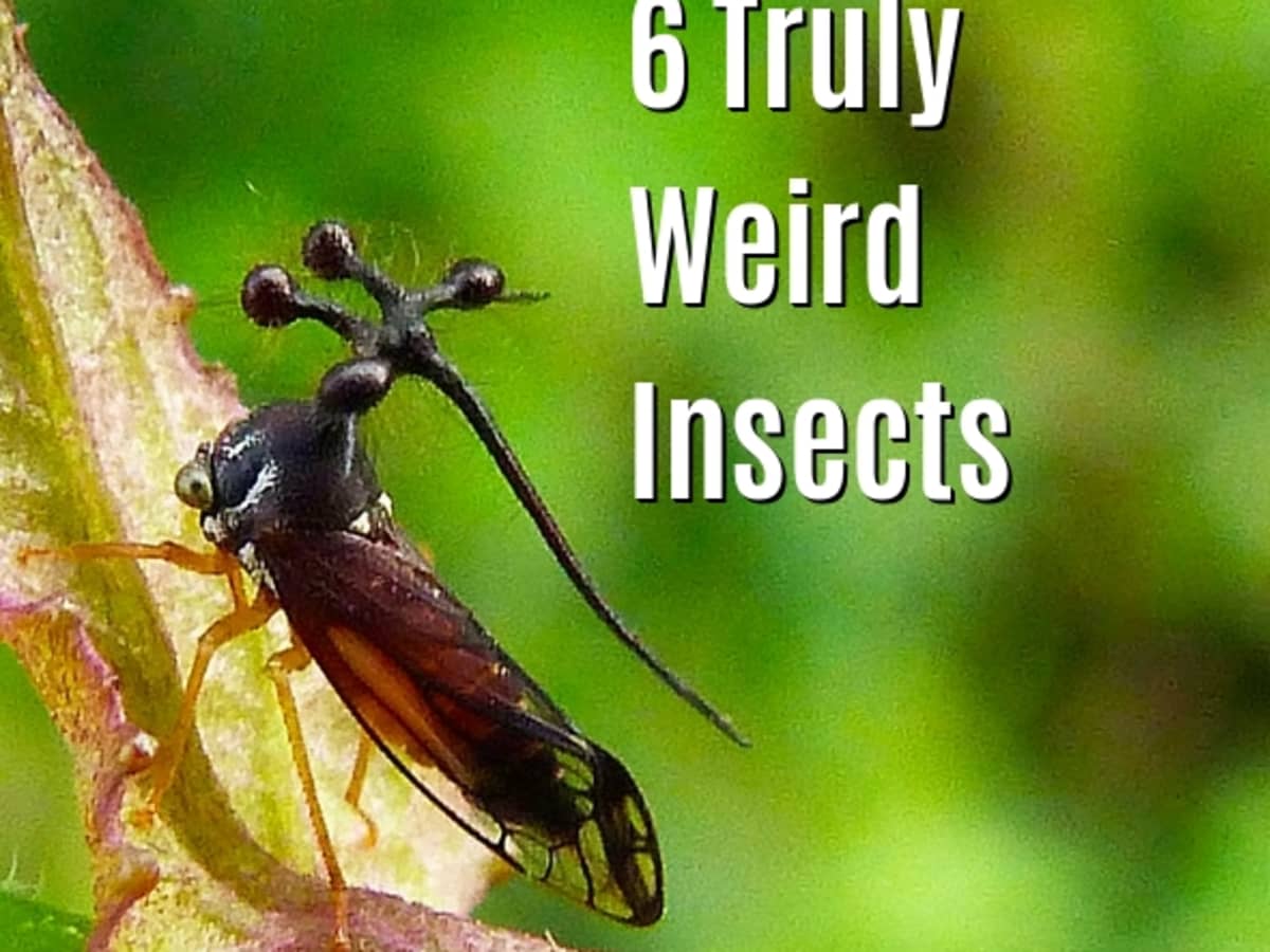 6 Extremely Weird Insects (With Photos) - Owlcation