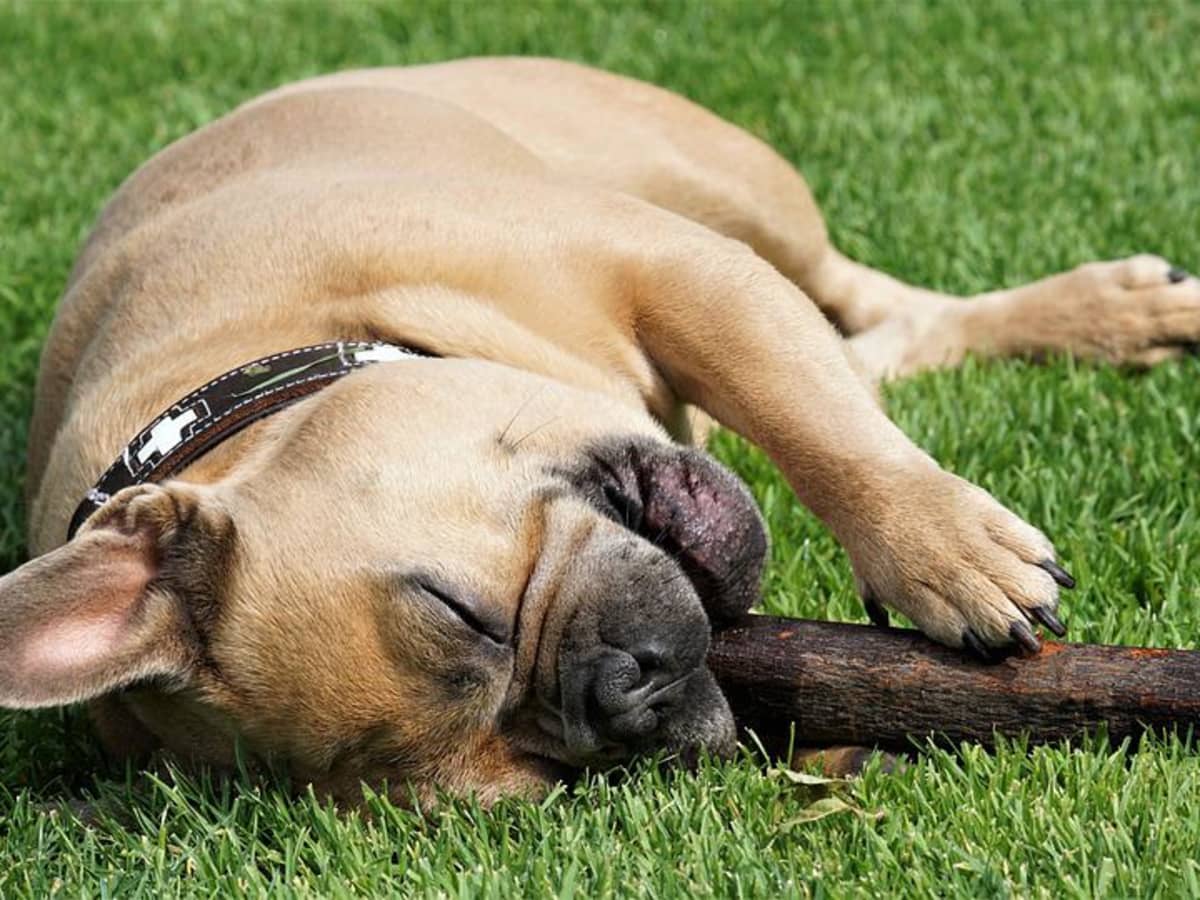 10 Toys to Keep Your Dog Busy