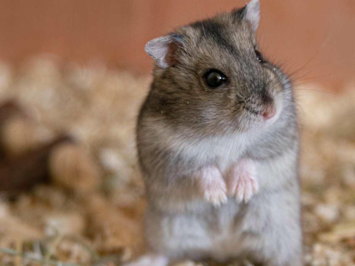 ringworm treatment for hamsters