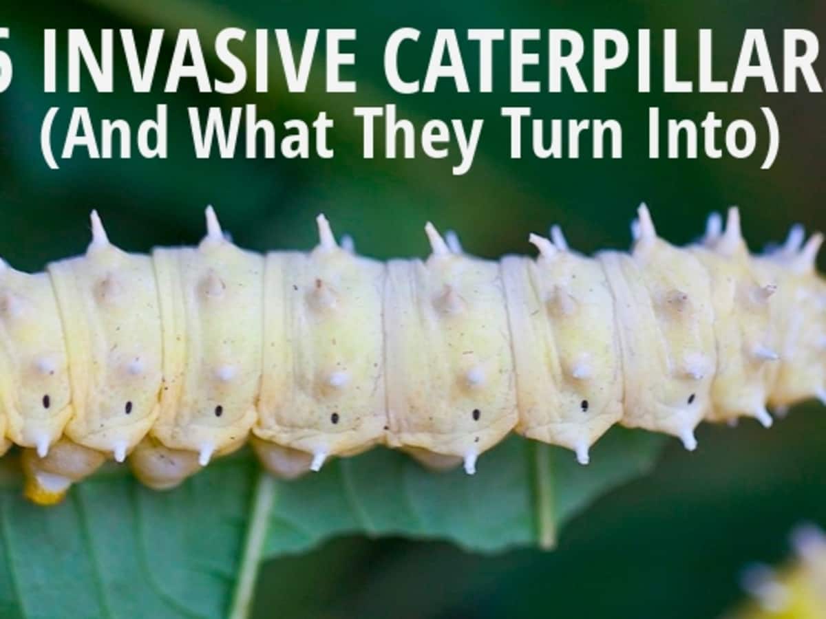 Invasive Species Caterpillars (And What They Turn Into) - HubPages