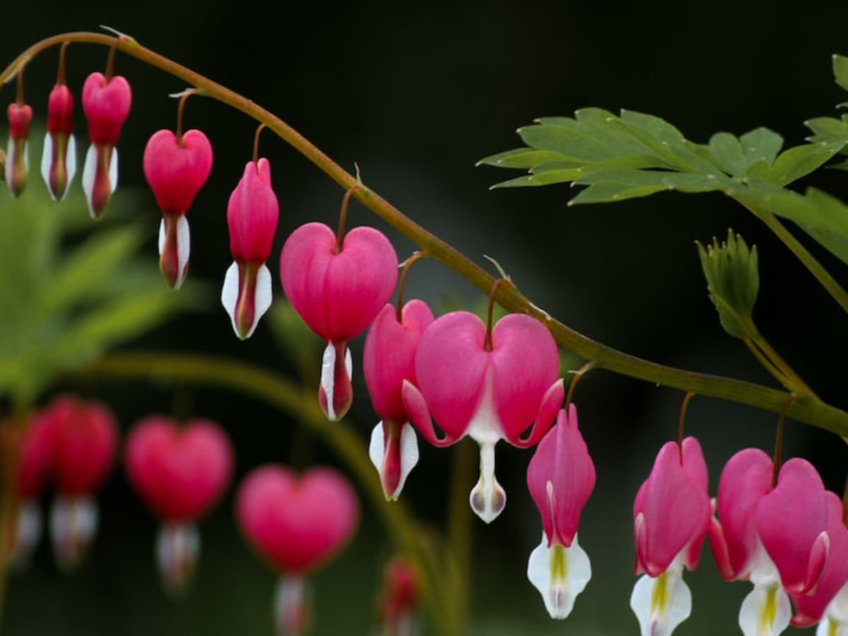 10 Of The Most Beautiful Flowers In
