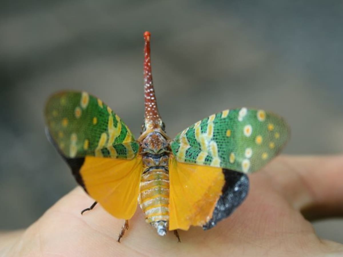 Top 10 most rare insects in the world (2024): Are they poisonous? 