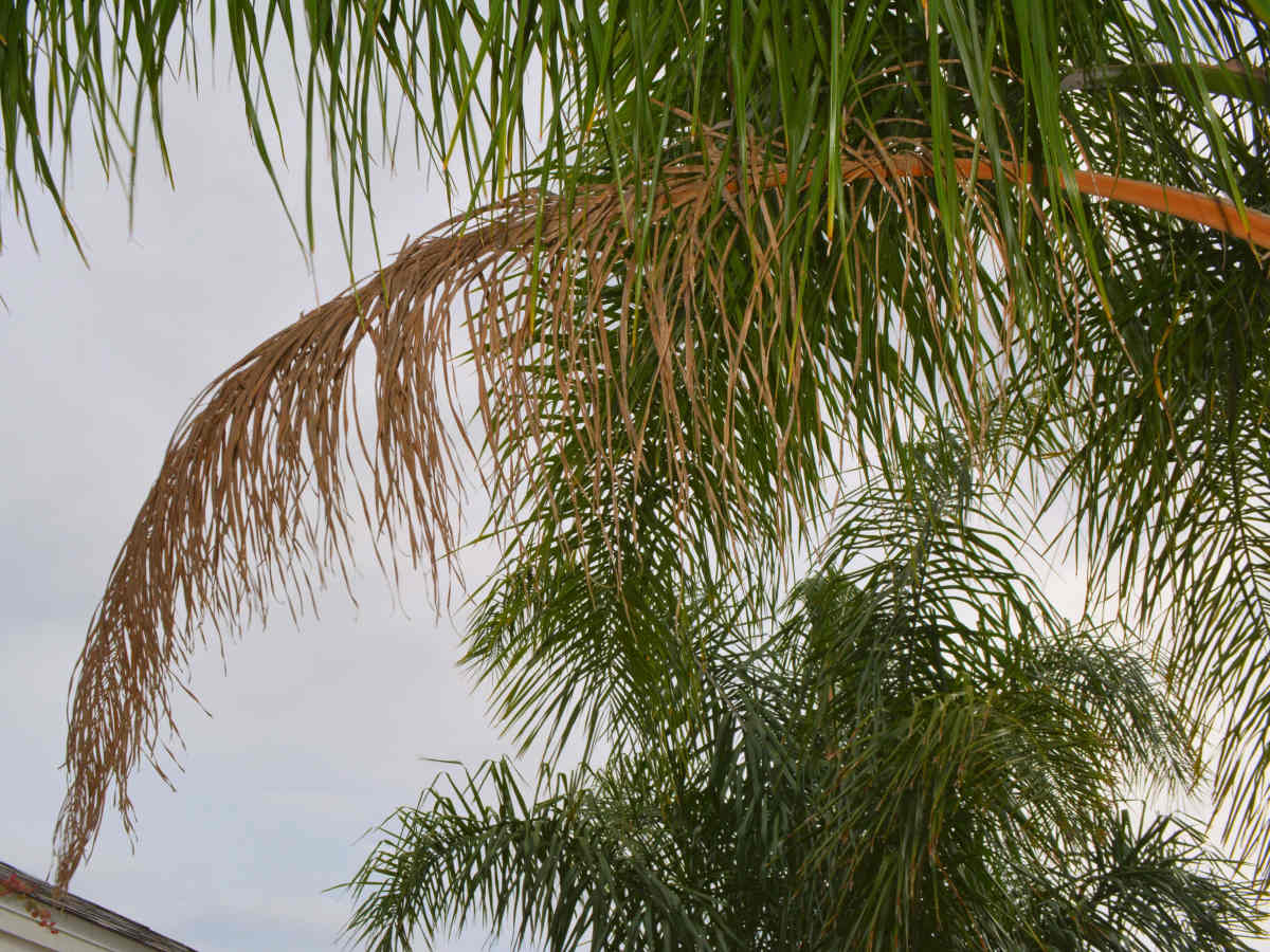 Palms: When to Prune? When Not to Prune? - HubPages