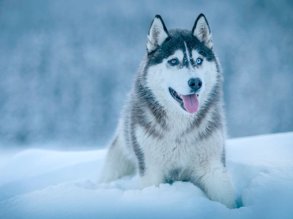 11 Dogs That Look Like Huskies Pethelpful