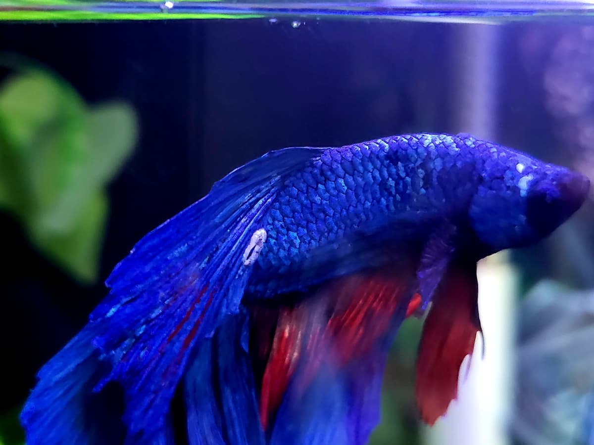 Why Does My Betta Have a White Sore on His Tail? - PetHelpful