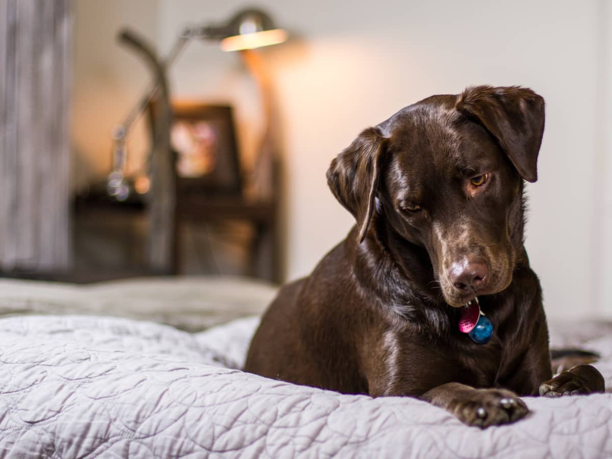 how to help your dog calm down during a storm