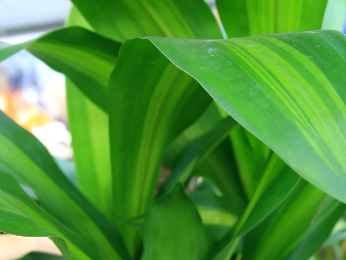 Mass Cane Plant: Care and Growing Tips - HubPages
