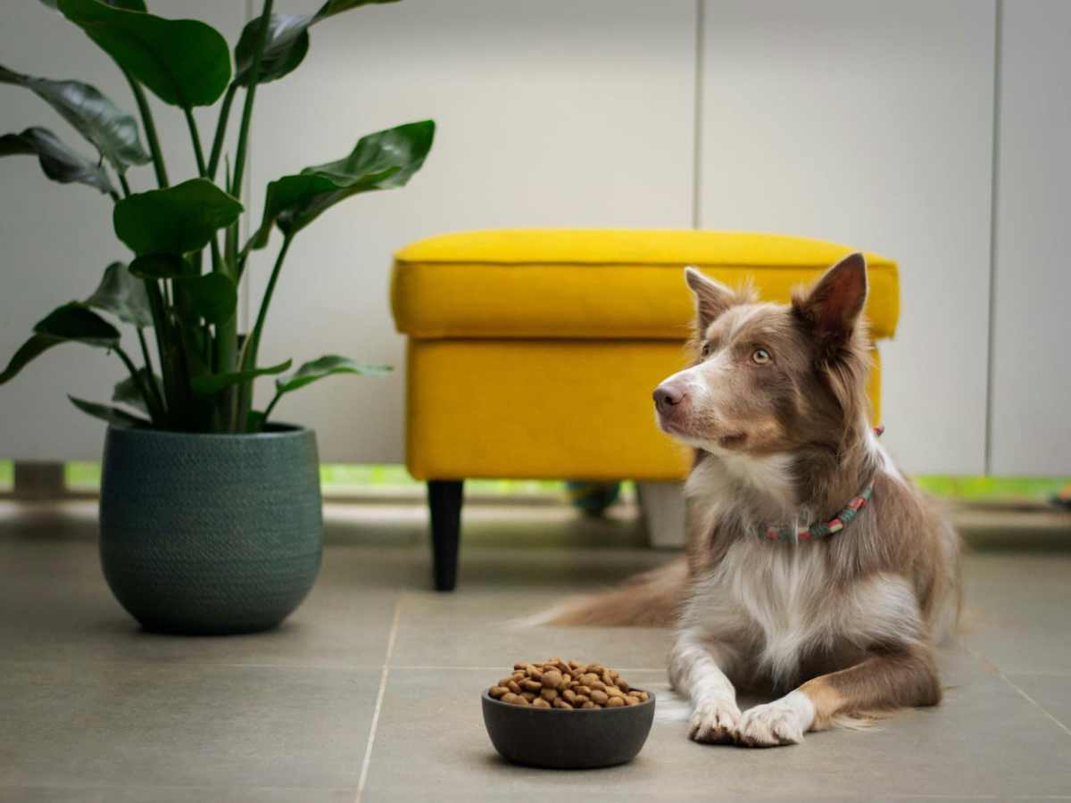 dog not eating after surgery