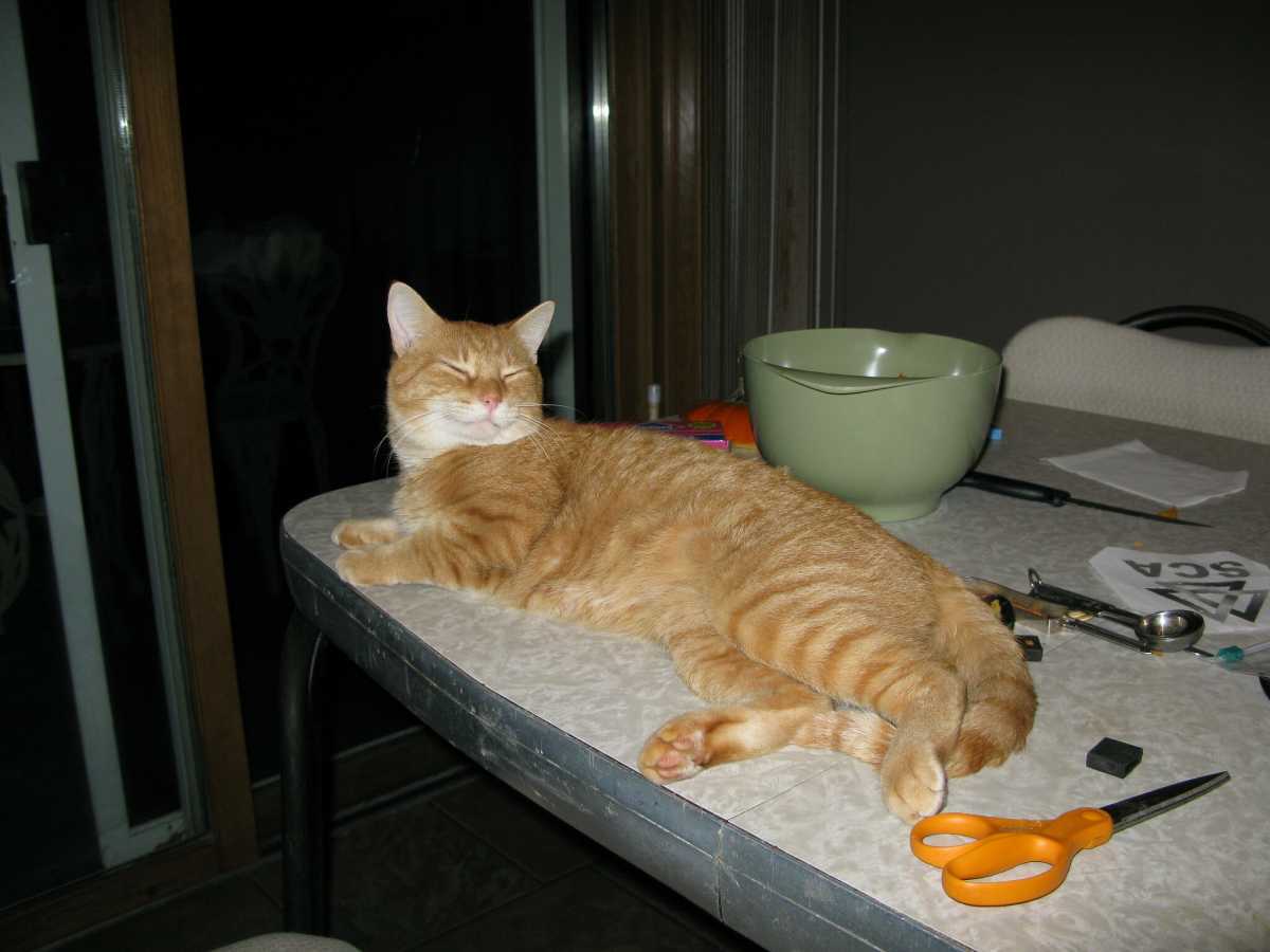 how to keep cats off kitchen table