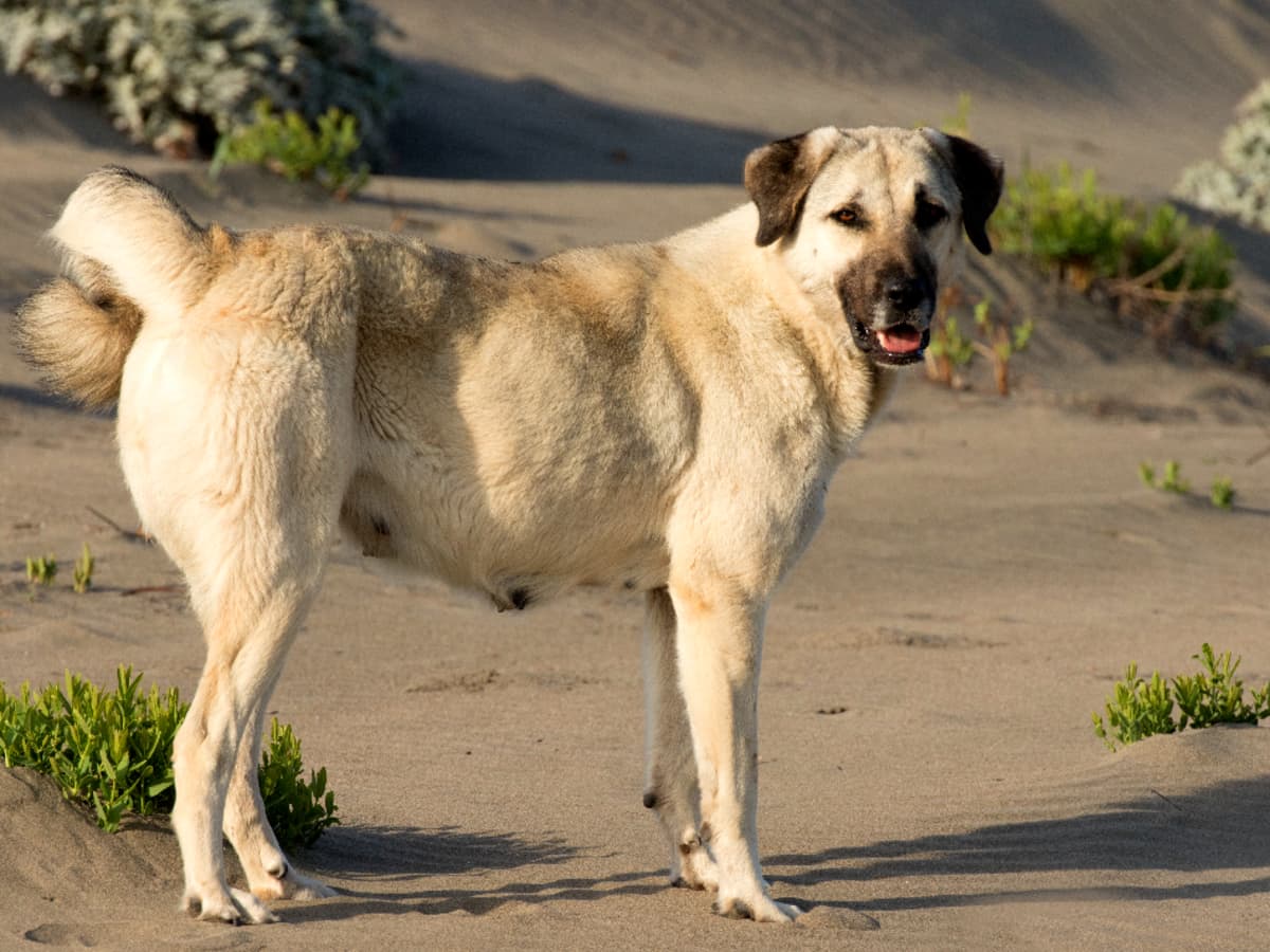 Anatolian Shepherd Dog: A Comprehensive Guide to the Powerful Guardian From Turkey - PetHelpful