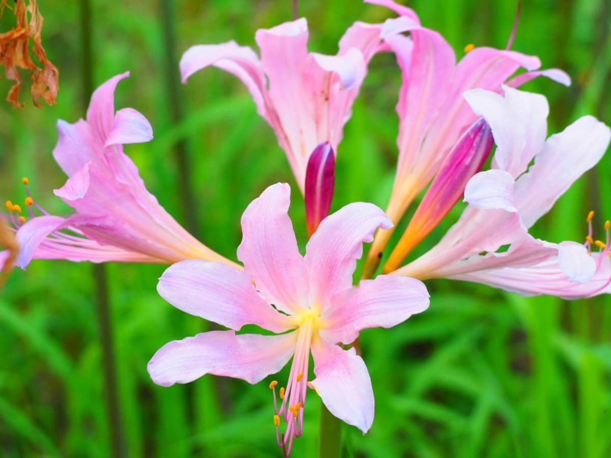 Magic Lilies Are the Fun, Colorful Pink Flowers You'll Want to