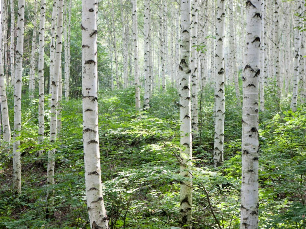 Birch Tree Meaning and Magick - Sanctuary Everlasting