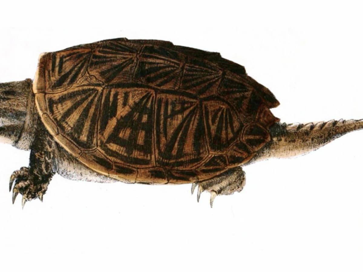 13 Types Of Small Turtles That Make Great Pets