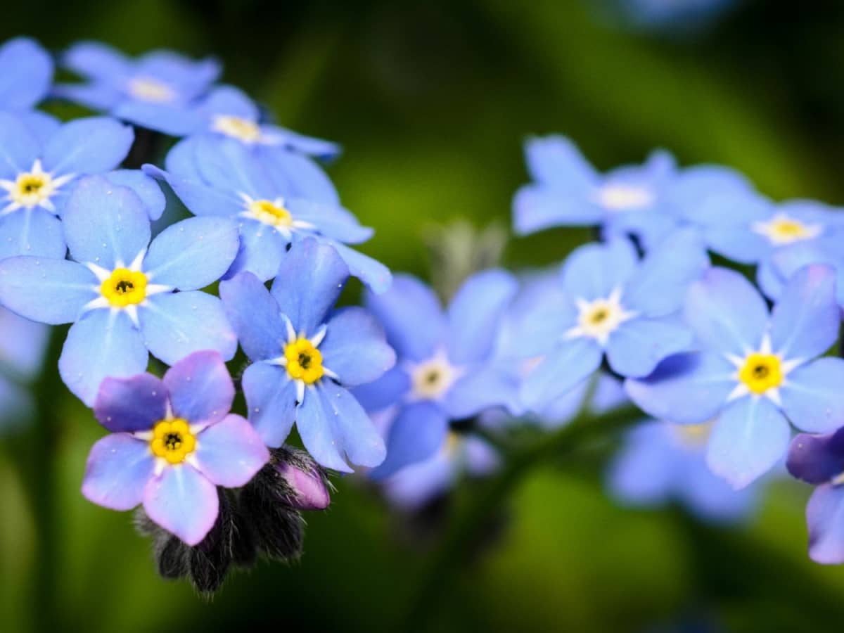 Check out this never-released Windows 11 Bloom wallpaper