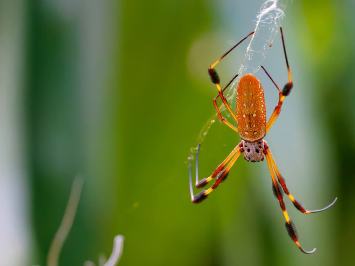 🕷 Learn Types of Spiders In English! English Spider Species Popular Types  of Spiders 