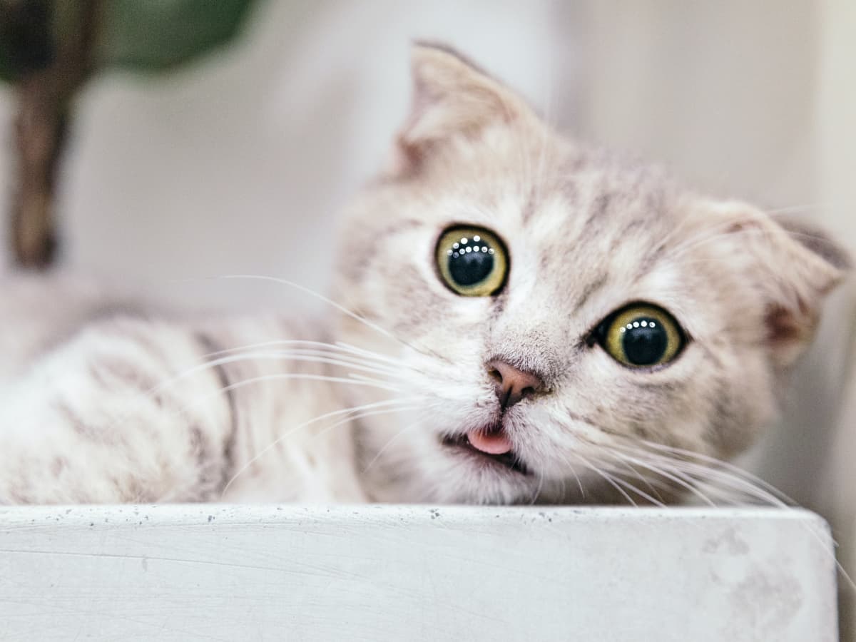 95 Names for Cats With Big Eyes - PetHelpful