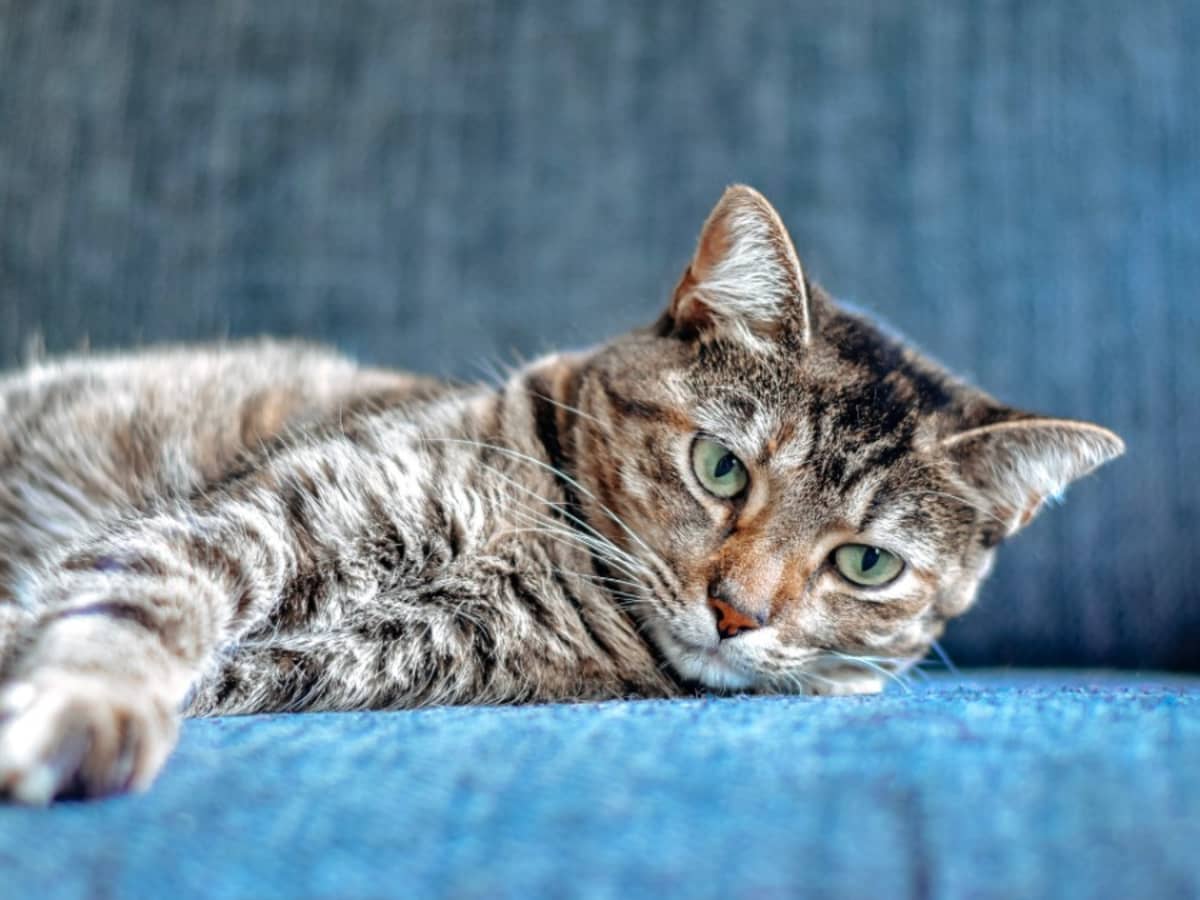 20 Things You Didn't Know About Cats - 4 Paws 24 Hour Veterinary