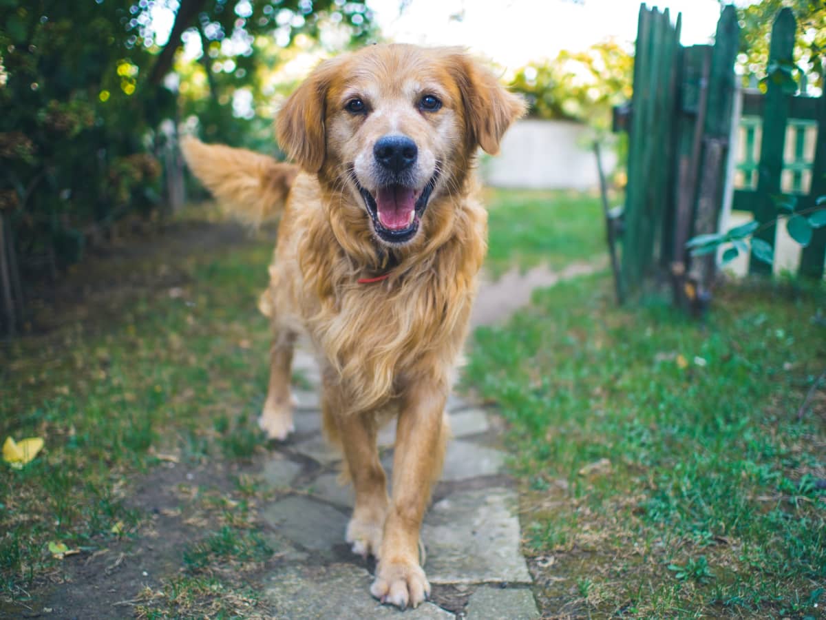 12 Tips to Keep Your Senior Dog Happy and Healthy