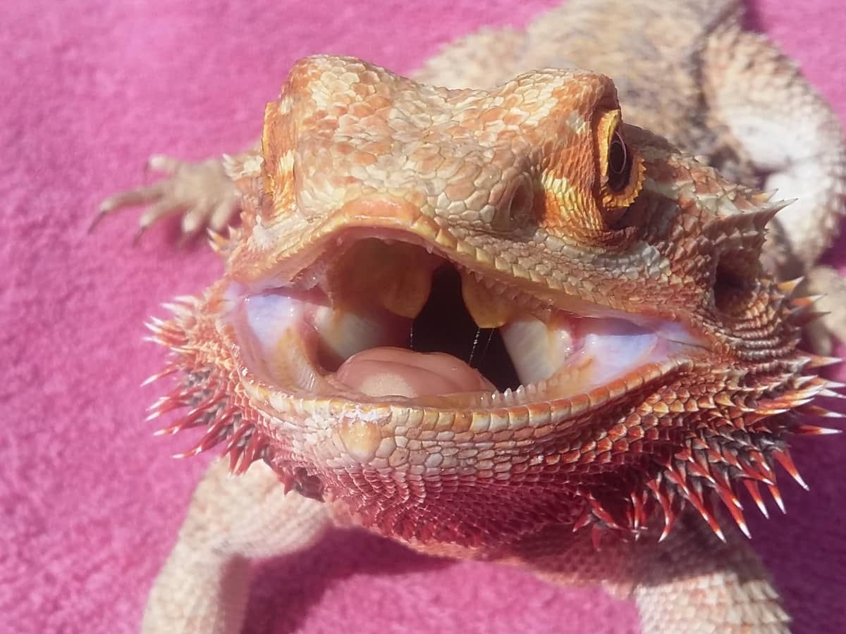 https://images.saymedia-content.com/.image/ar_4:3%2Cc_fill%2Ccs_srgb%2Cfl_progressive%2Cq_auto:eco%2Cw_1200/MjAxOTIwNTg4MTI0NzkyNzU1/can-my-bearded-dragon-eat.jpg