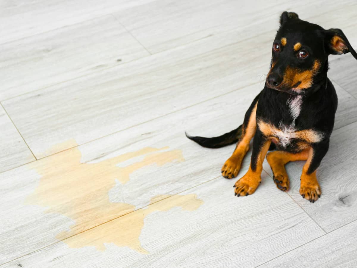 Why Am I Having Such a Hard Time Potty Training My Dog? 10 Medical and Behavioral Reasons