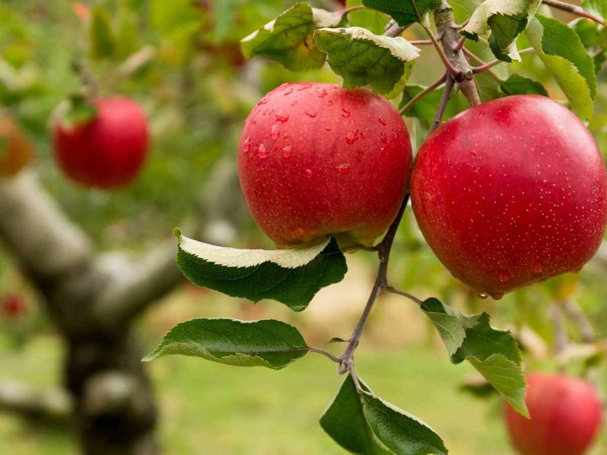 These small apple-like fruits I picked (the ones on the right side of the  image) : r/Whatisthis