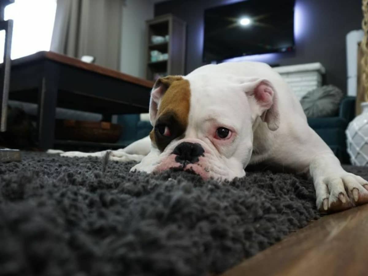 How to Get Rid of Dog Gland Smell on Furniture  