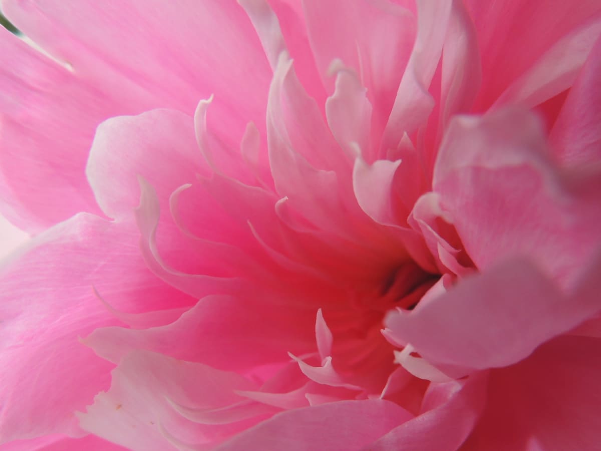 Types of Pink Flowers for Your Garden: Pictures and Tips for Care -  Dengarden