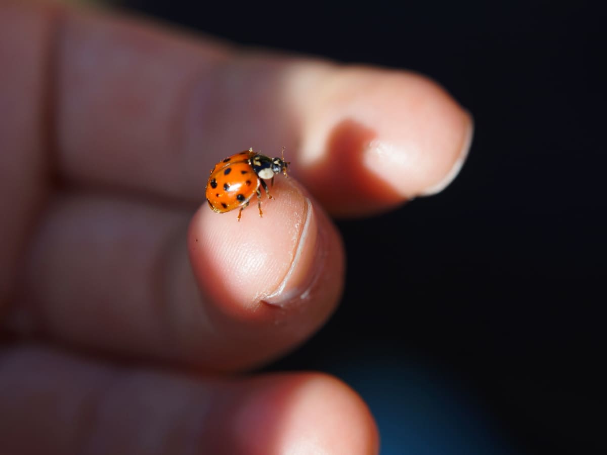 Yellow Ladybug - Biological Characteristics Of “Lucky” Beetles