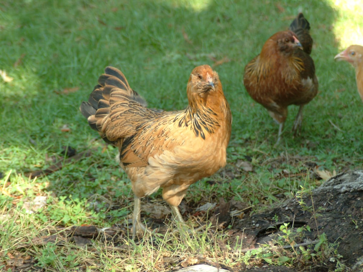 The Best Urban Backyard Egg Laying Hen Breeds Pethelpful