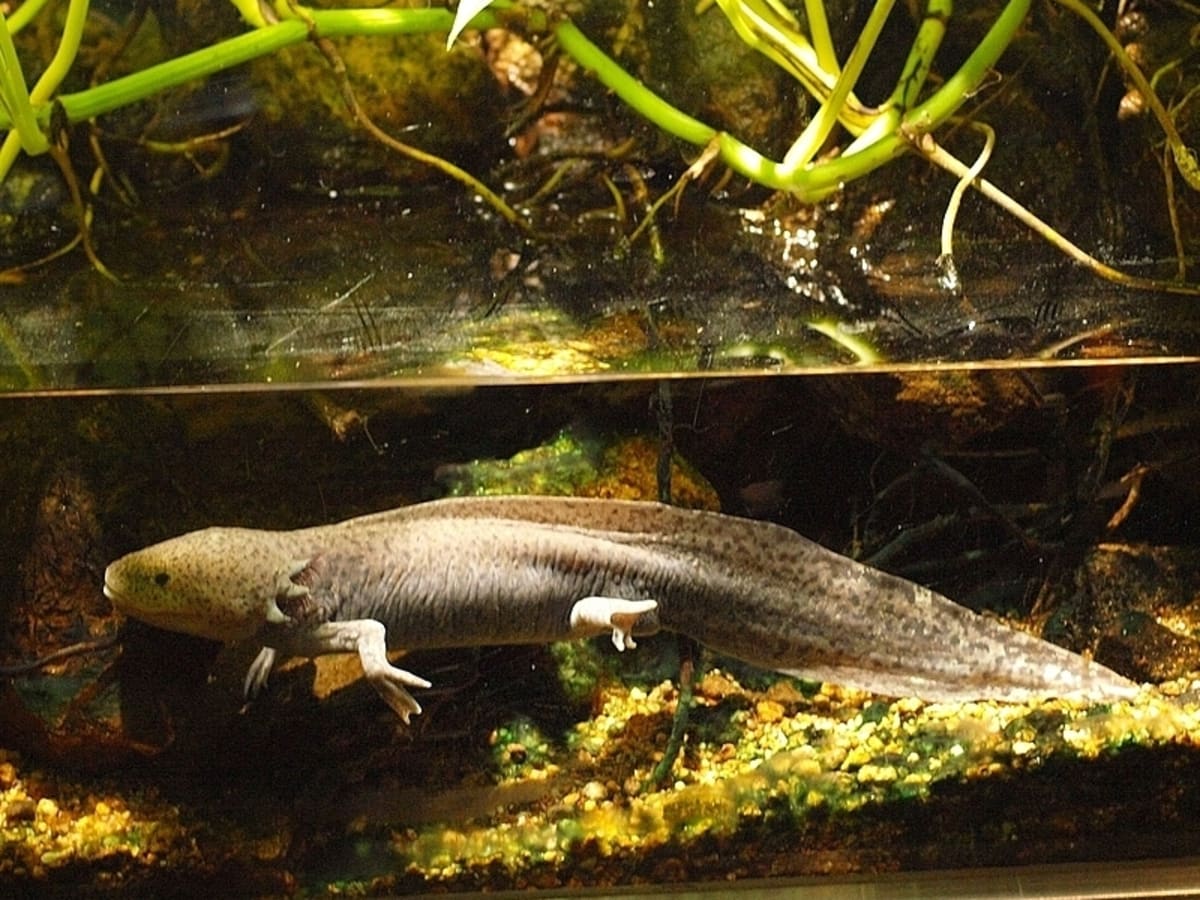How To Keep A Mexican Walking Fish Axolotl As A Pet Pethelpful By Fellow Animal Lovers And Experts