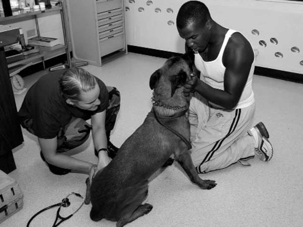 Why Can T I Give My Dog Baby Aspirin Pethelpful By Fellow Animal Lovers And Experts