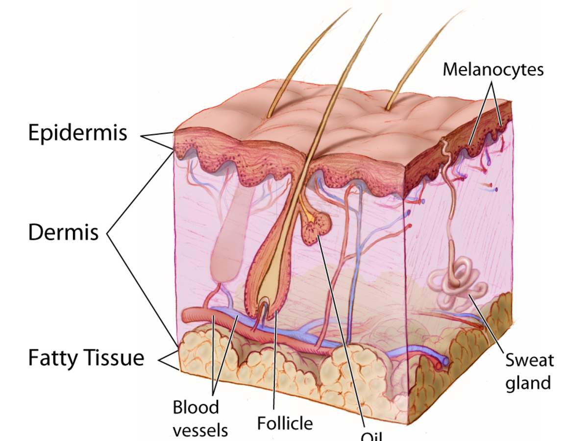 tretinoin cream for stretch marks price