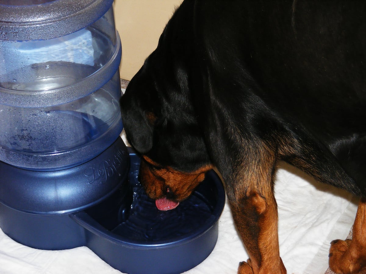 self filling water bowl