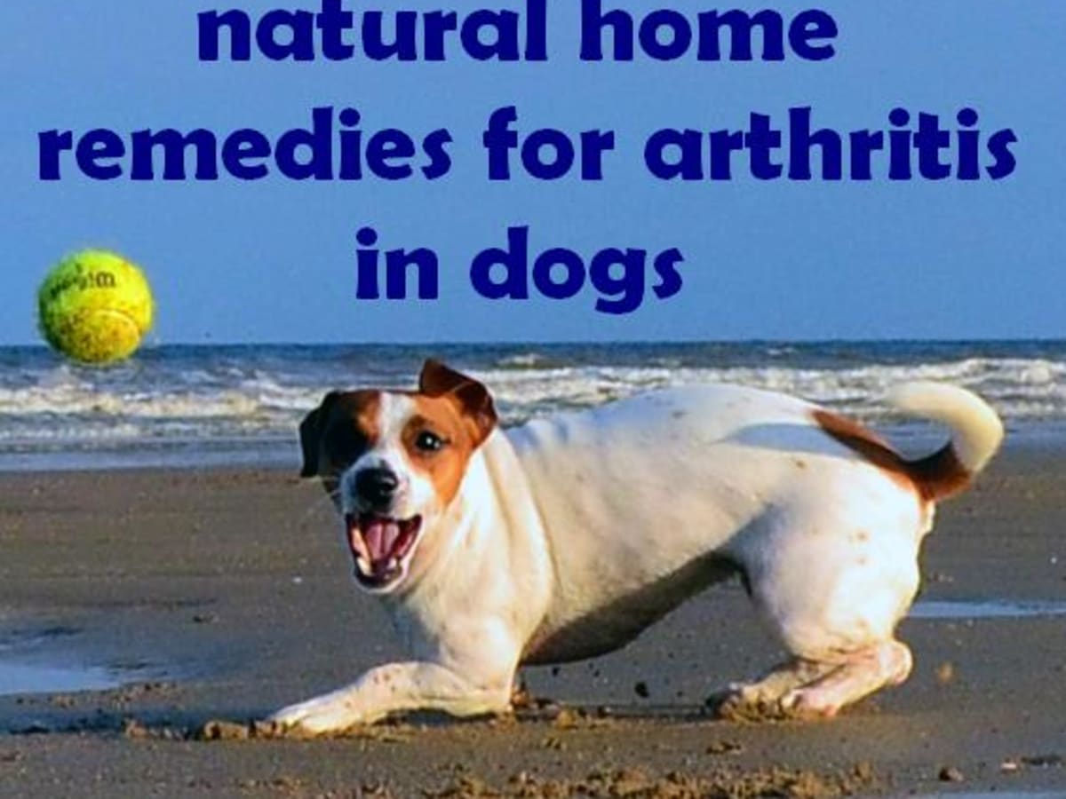 home remedies for dog joint pain relief