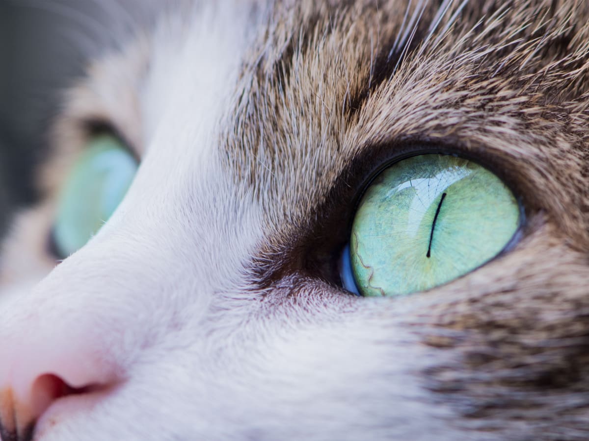 colloidal silver for cats eyes