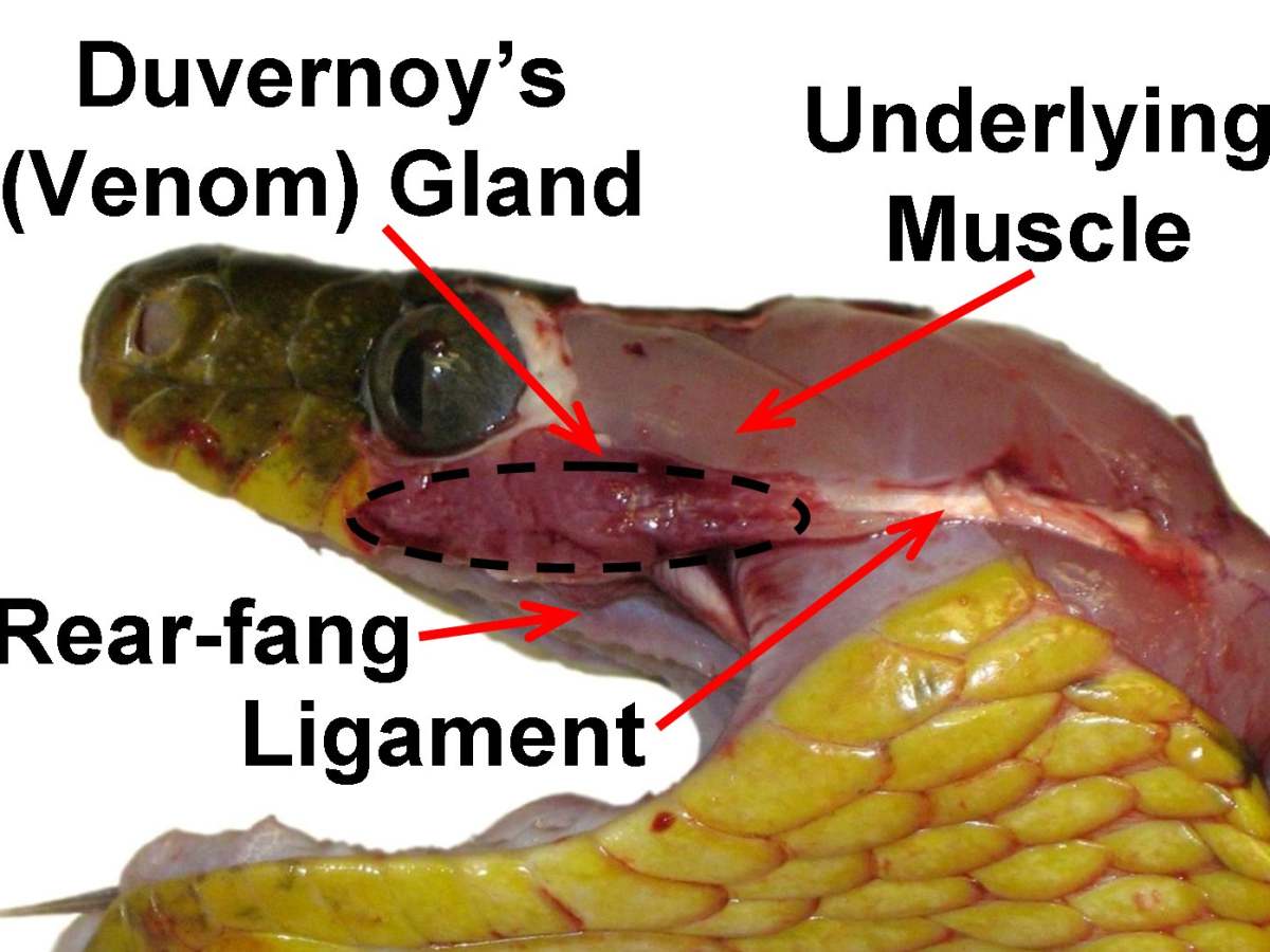 Front- and Rear-Fanged Snake Envenomation Systems - Owlcation