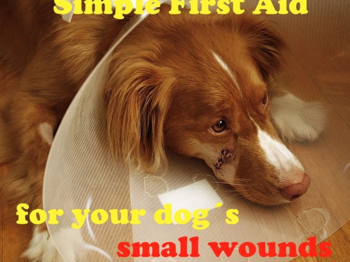 antiseptic cream for dog wounds