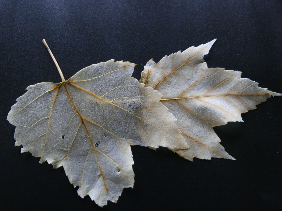 How To Make Skeleton Leaves Feltmagnet Crafts