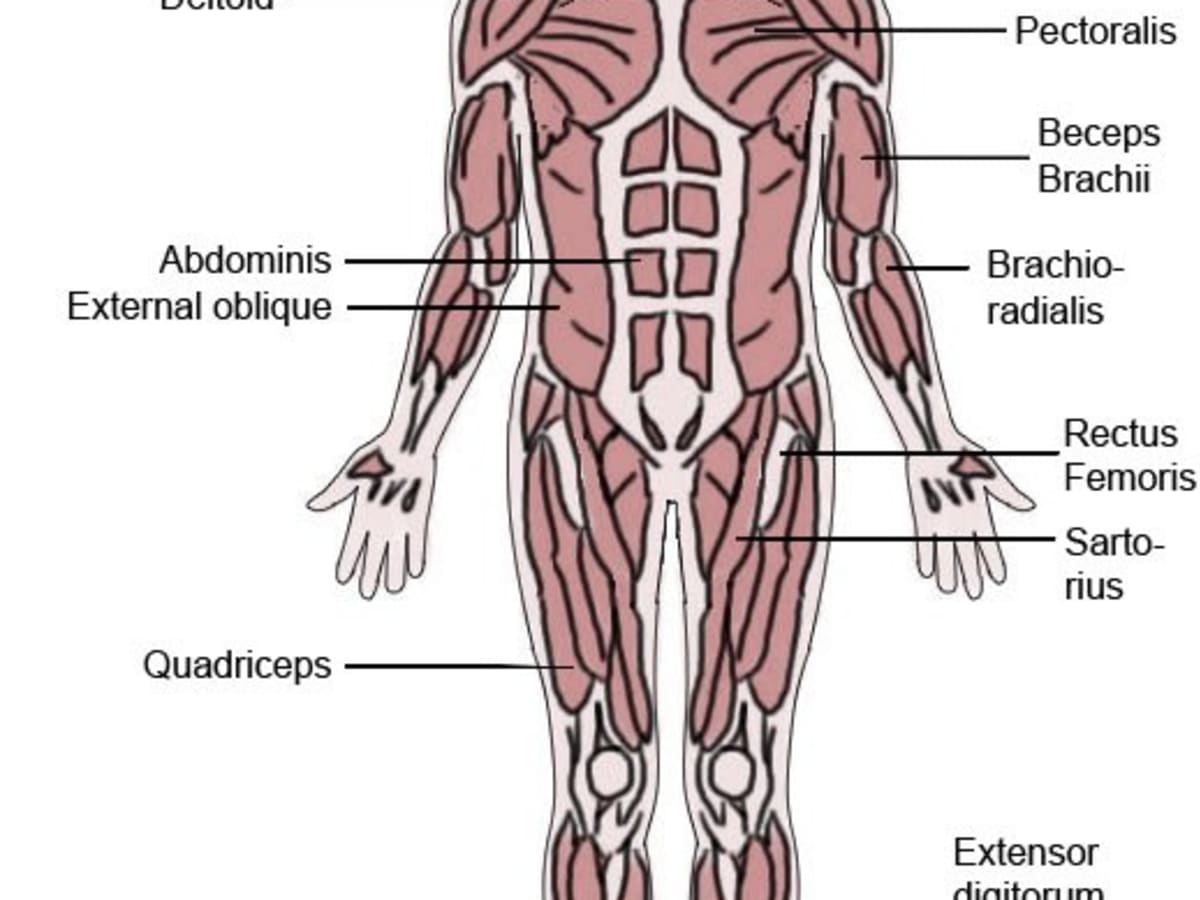 The Latin Roots Of Muscle Names Owlcation Education