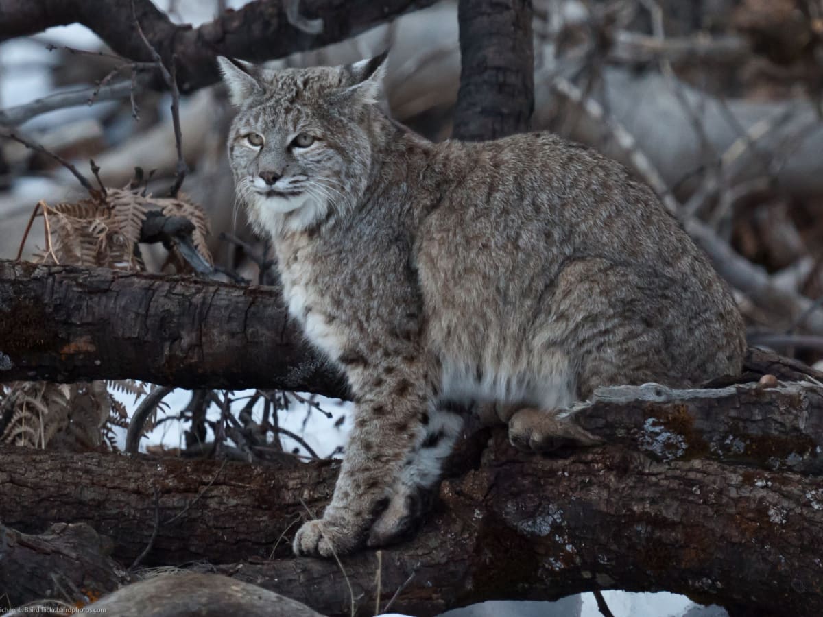 The Six Wildcats Of North America Owlcation