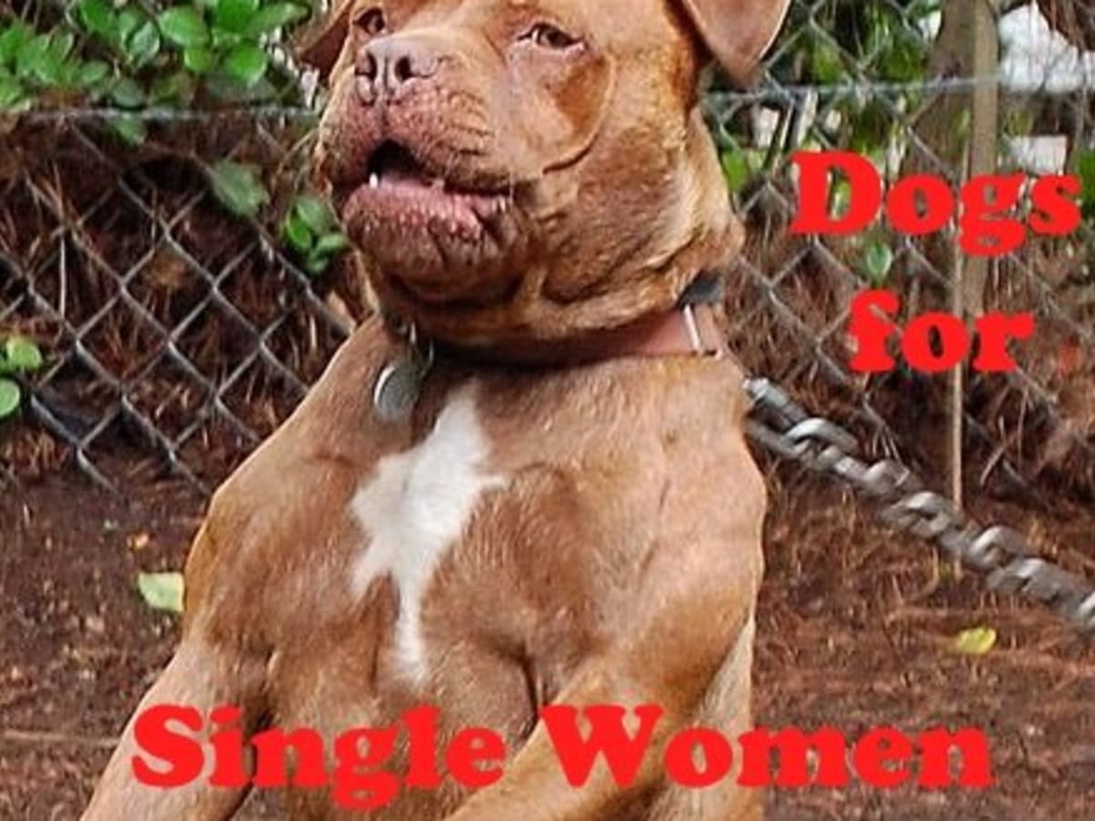 5 Best Dog Breeds For Single Women Living Alone Pethelpful