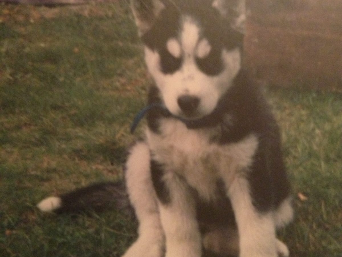 how much should you feed a husky puppy