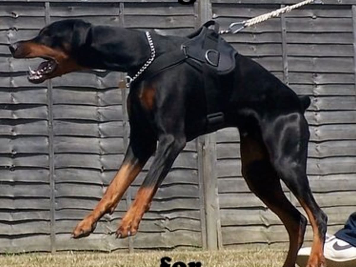 5 Best Personal Protection Dog Breeds Pethelpful By Fellow Animal Lovers And Experts