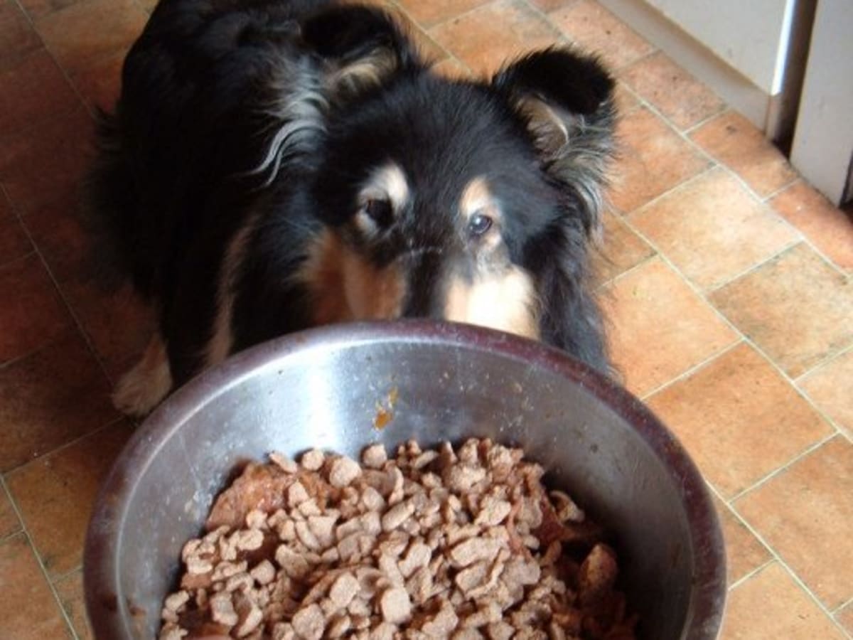 Why You Should Never Trust Dog Food Advisor Pethelpful By Fellow Animal Lovers And Experts