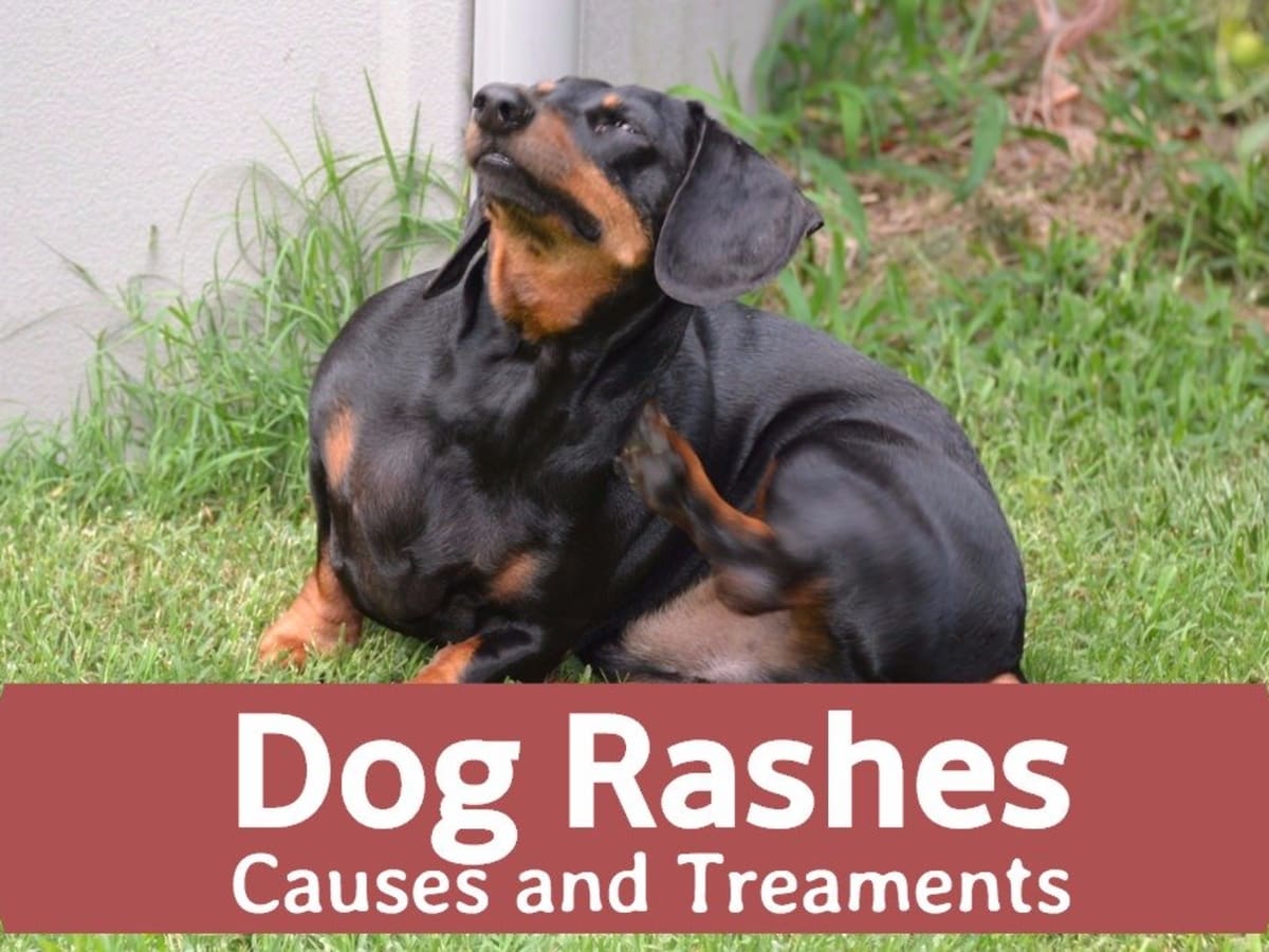 dog skin allergies treatment