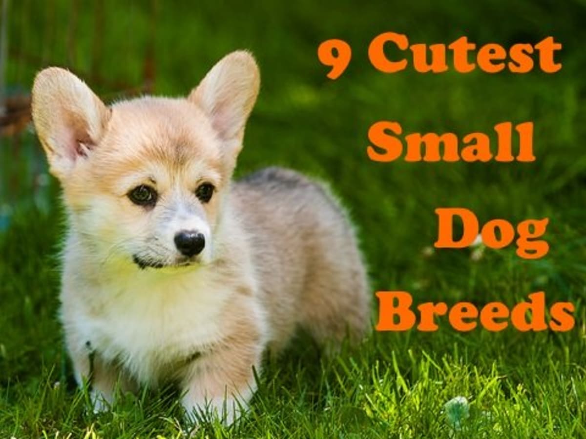 Featured image of post Little Pictures Of Cute Puppies : We offer a beautiful selection of the best quality and health of teacup puppies.