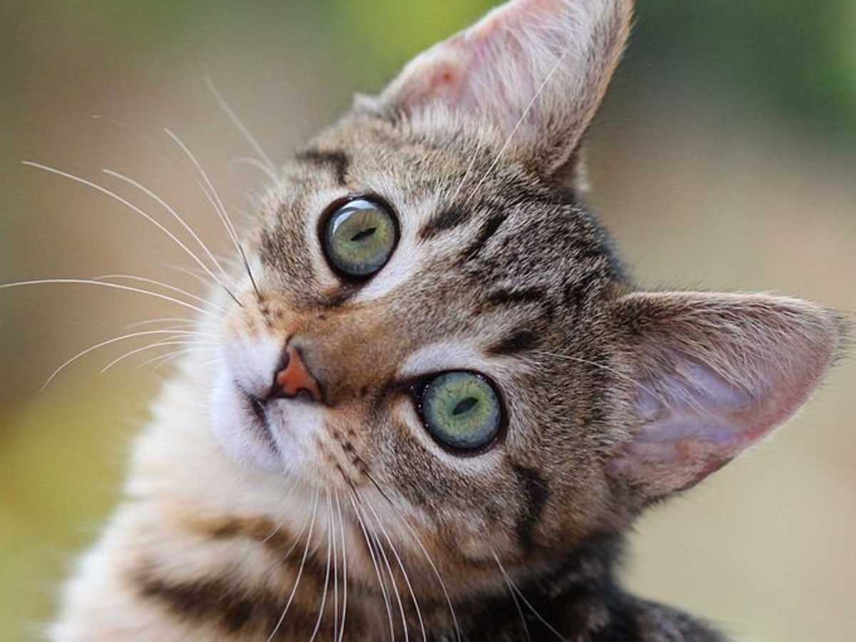 A Cat S Nose Can Find Disease Disaster And Death Pethelpful By Fellow Animal Lovers And Experts