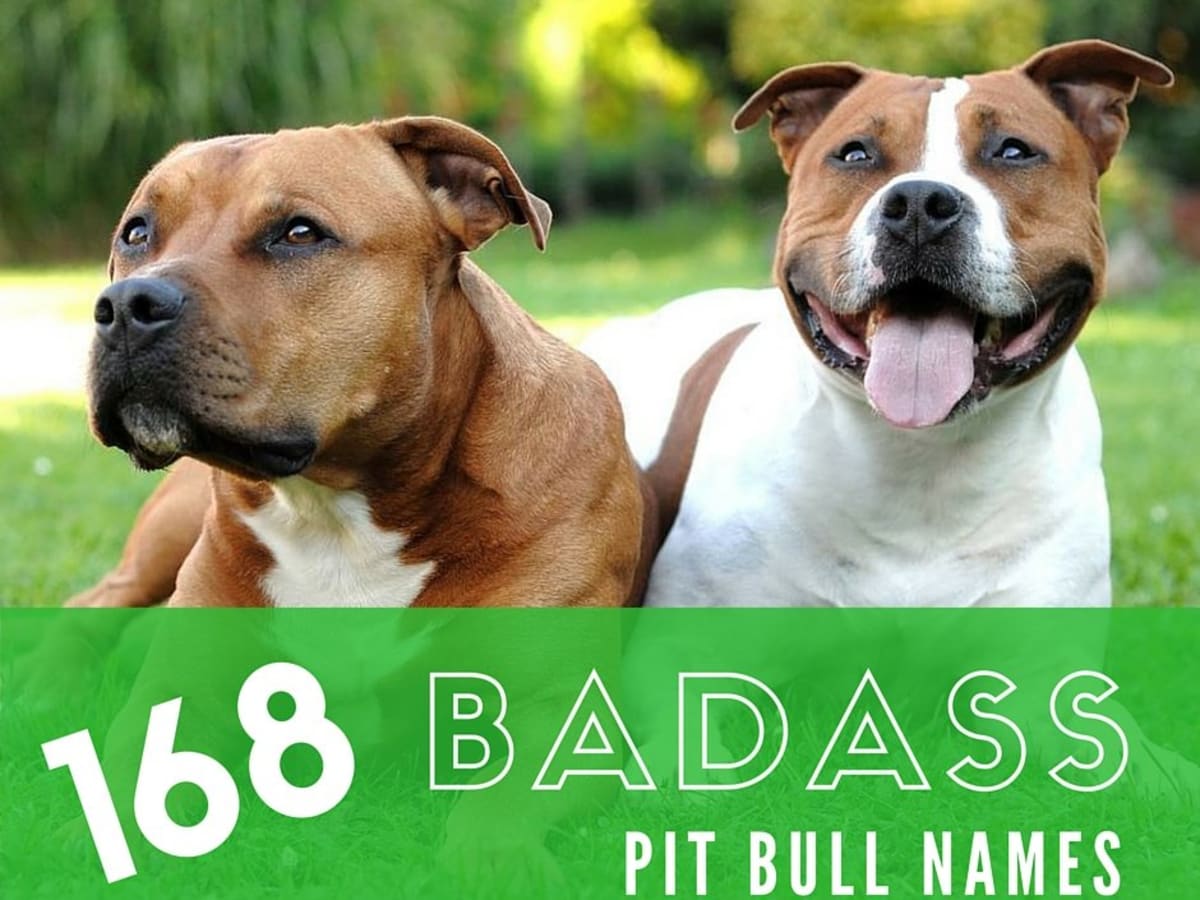 Badass Pit Bull Names For Males And Females Pethelpful