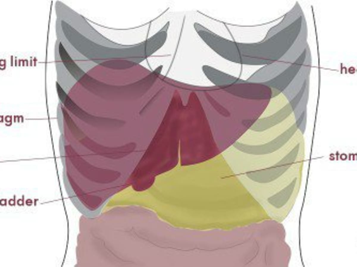 Anatomy Under The Right Rib - Helping Elderly Patients With Rib